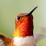 Online Memory Games for adults and seniors with 30 cards: Hummingbirds