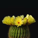 Online Memory Matching Game for Adults: Cactus