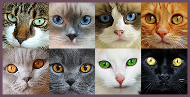 Cats Visual Memory Game