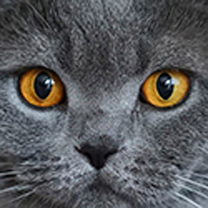 Memory · Easy · Cats