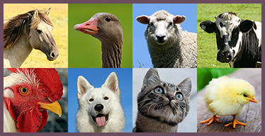 Farm Animals Visual Memory Game