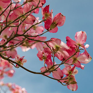 Memory · Easy · Japan