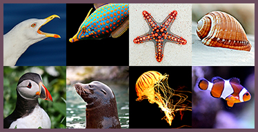 Aquatic Life Visual Memory Game