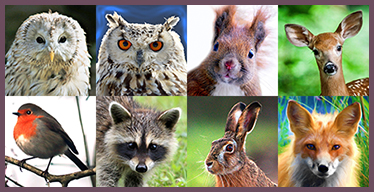 Forest Animals Visual Memory Game