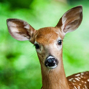 Memory · Medium · Forest Animals