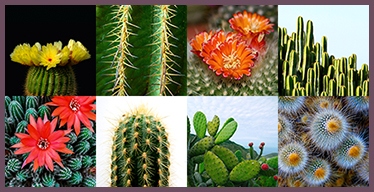 Cactus Visual Memory Game