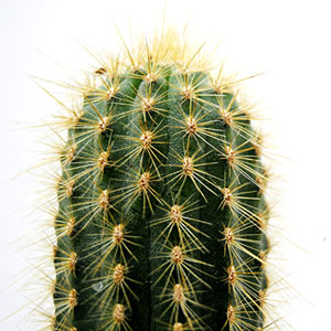 Memory · Medium · Cactus