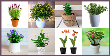 Pots Visual Memory Game