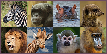 Jungle Animals Visual Memory Game