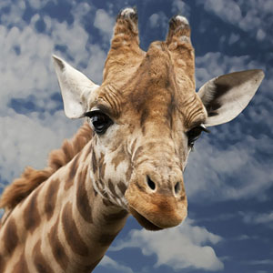 Memory · Medium · Jungle Animals