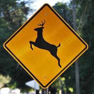 Memory · Medium · Signs