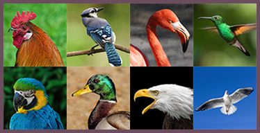 Birds Visual Memory Game