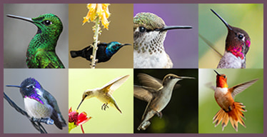 Hummingbirds Visual Memory Game