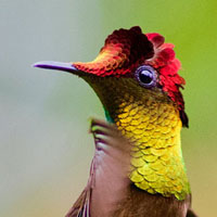 Memory · Hard · Hummingbirds