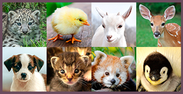Baby Animals Visual Memory Game