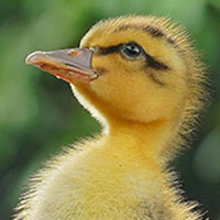 Memory · Hard · Baby Animals