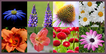 Flowers Visual Memory Game