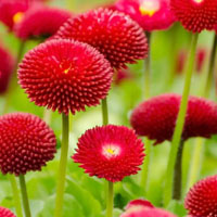 Memory · Hard · Flowers