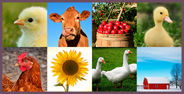 Farm Animals Visual Memory Game