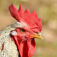 Memory · Hard · Farm Animals