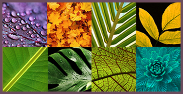 Leaves Visual Memory Game