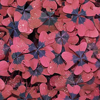 Memory · Hard · Leaves