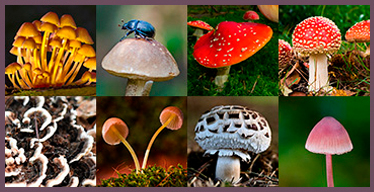 Fungus Visual Memory Game