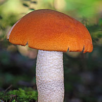 Memory · Hard · Fungus