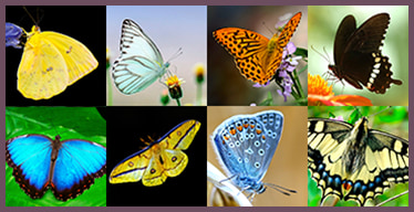 Butterflies Visual Memory Game
