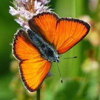 Memory · Hard · Butterflies