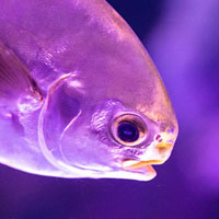 Memory · Hard · Fish