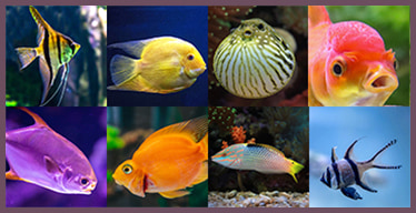 Fish Visual Memory Game