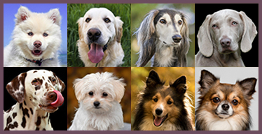 Dogs Visual Memory Game