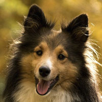 Memory · Hard · Dogs