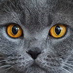Online memory games for adults: Cat eyes