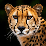 Free memotest to play online: African Animals